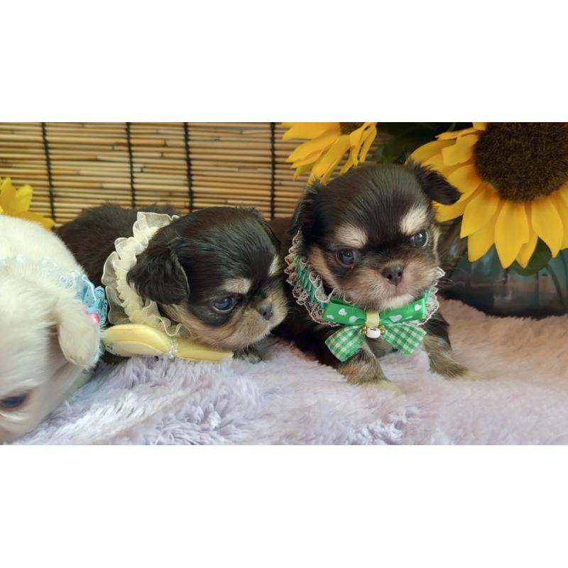 販売中の埼玉県のミックス犬-406505の12枚目