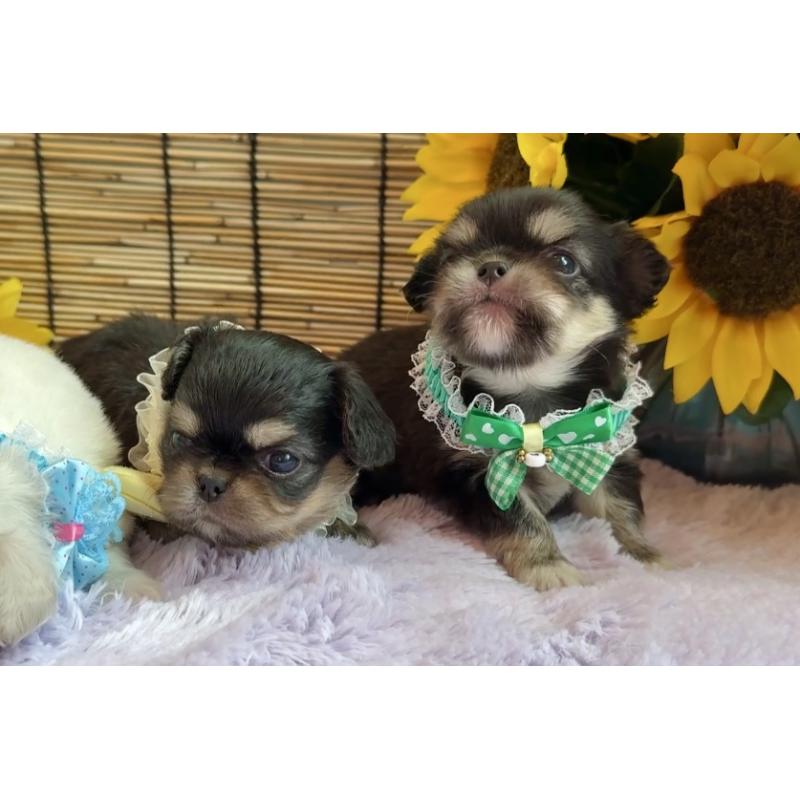 販売中の埼玉県のミックス犬-406505の11枚目