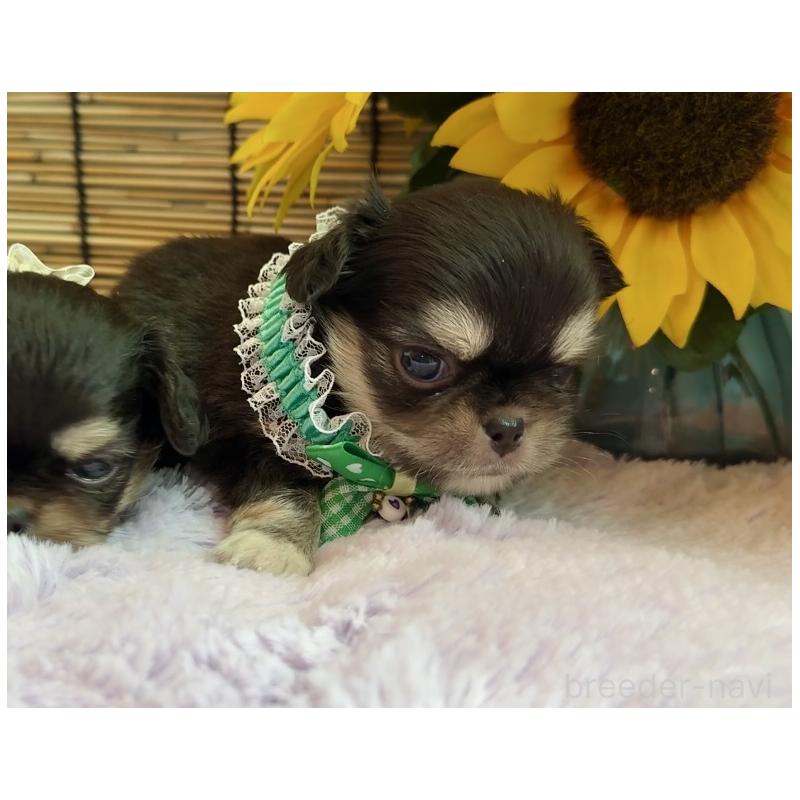 販売中の埼玉県のミックス犬-406505の10枚目