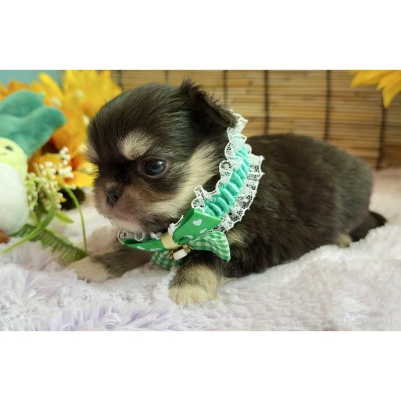 販売中の埼玉県のミックス犬-406505の9枚目