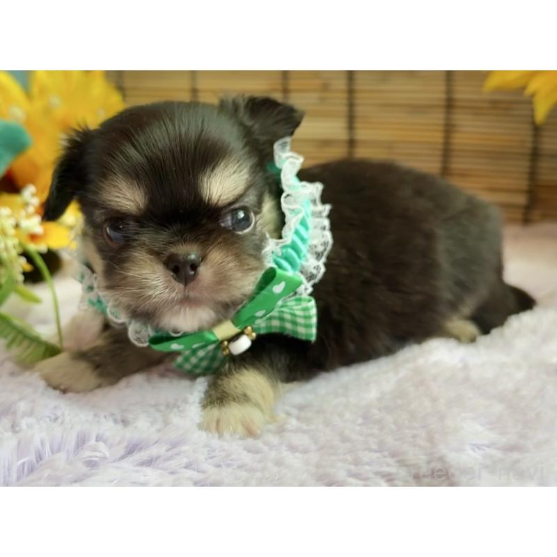 販売中の埼玉県のミックス犬-406505の8枚目
