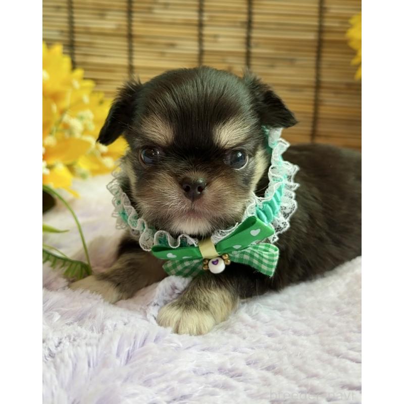 販売中の埼玉県のミックス犬-406505の7枚目