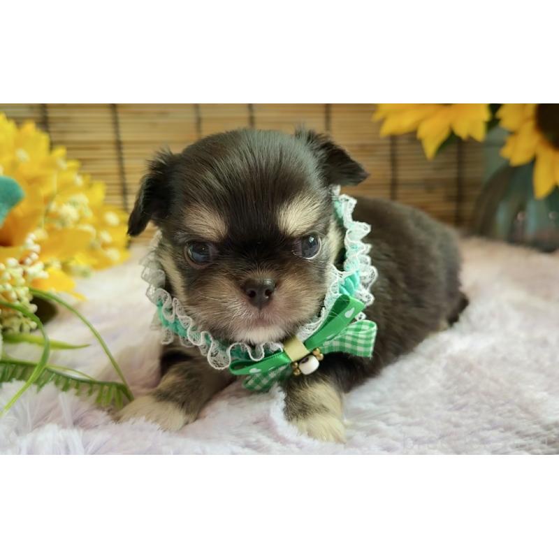 販売中の埼玉県のミックス犬-406505の6枚目