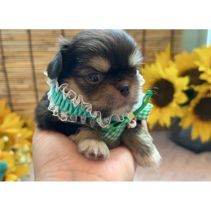 販売中の埼玉県のミックス犬-406505の4枚目
