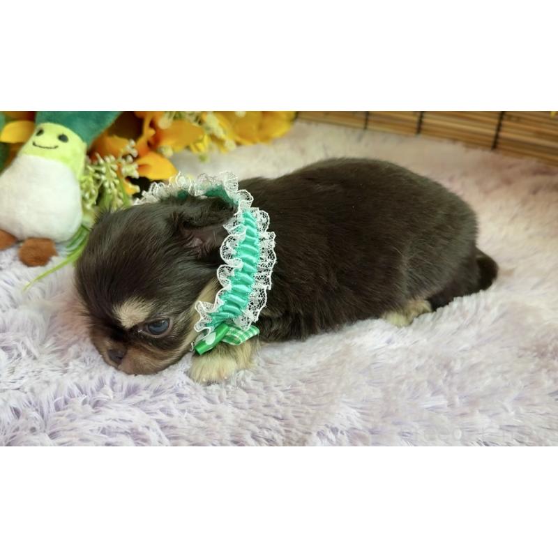 販売中の埼玉県のミックス犬-406505の3枚目