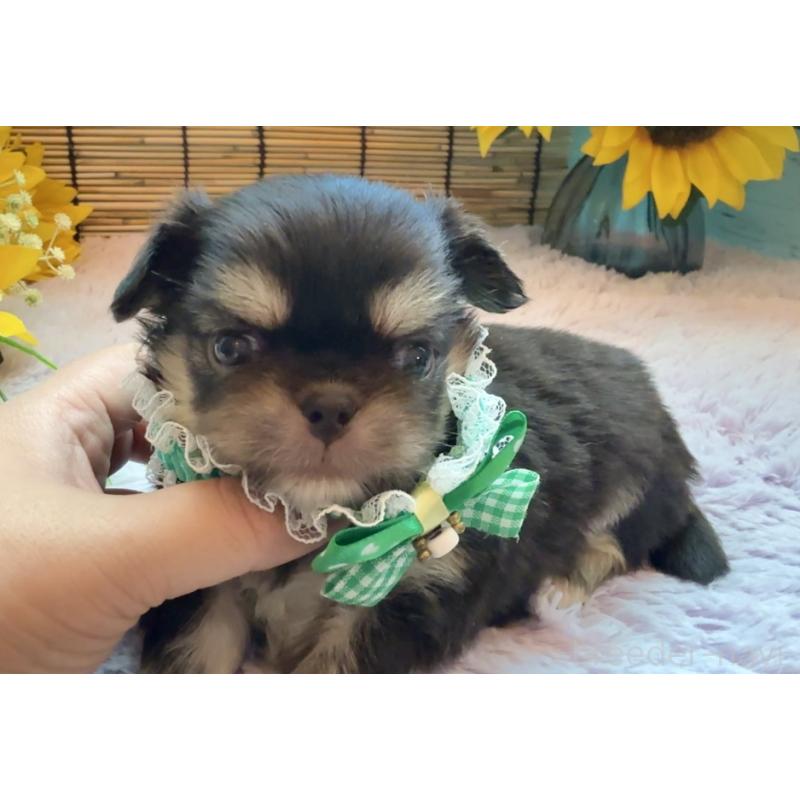 販売中の埼玉県のミックス犬-406505の2枚目