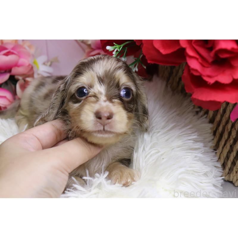 販売中の香川県のミニチュアダックスフンド(ロングヘアード)-406327の5枚目