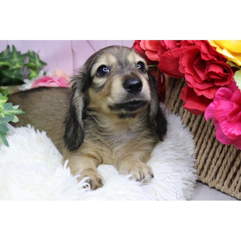 販売中の香川県のカニンヘンダックスフンド(ロングヘアード)-406329の6枚目