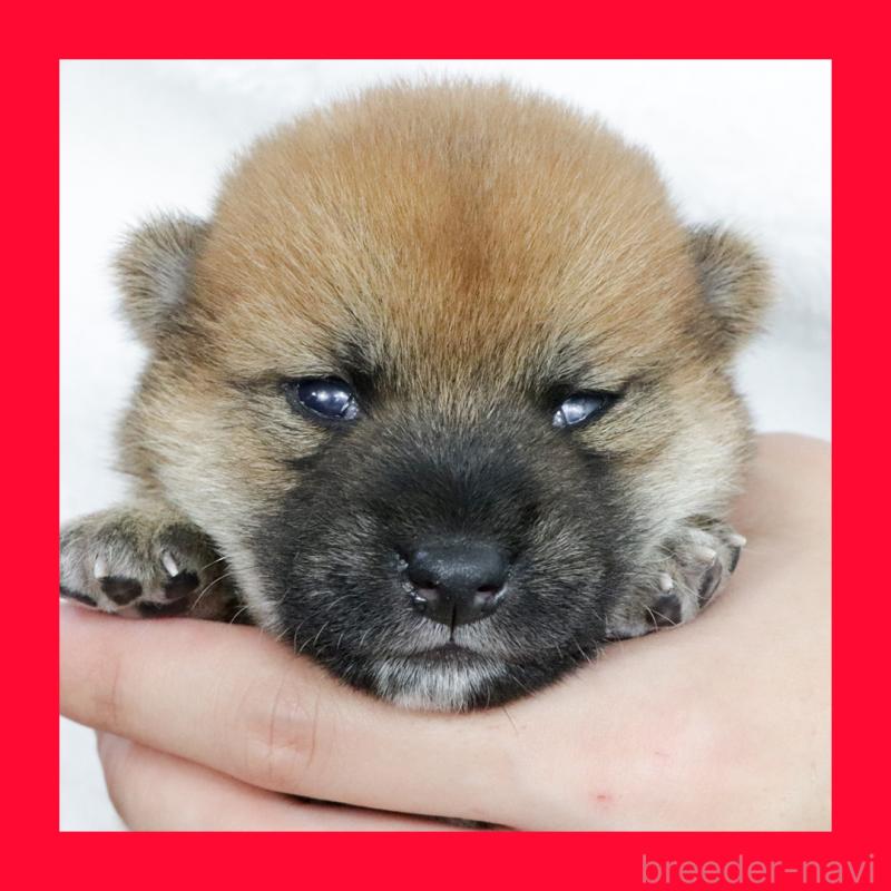販売中の愛知県の柴犬-406506