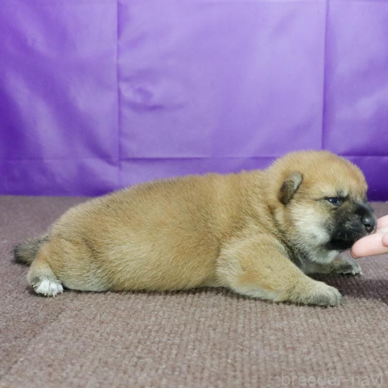 販売中の愛知県の柴犬-406506の3枚目