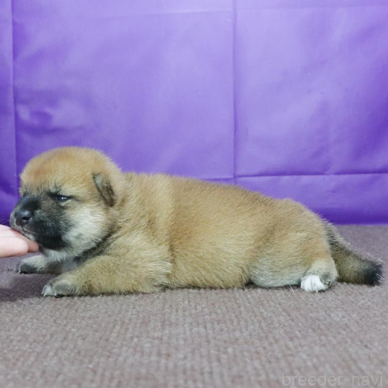 販売中の愛知県の柴犬-406506の2枚目