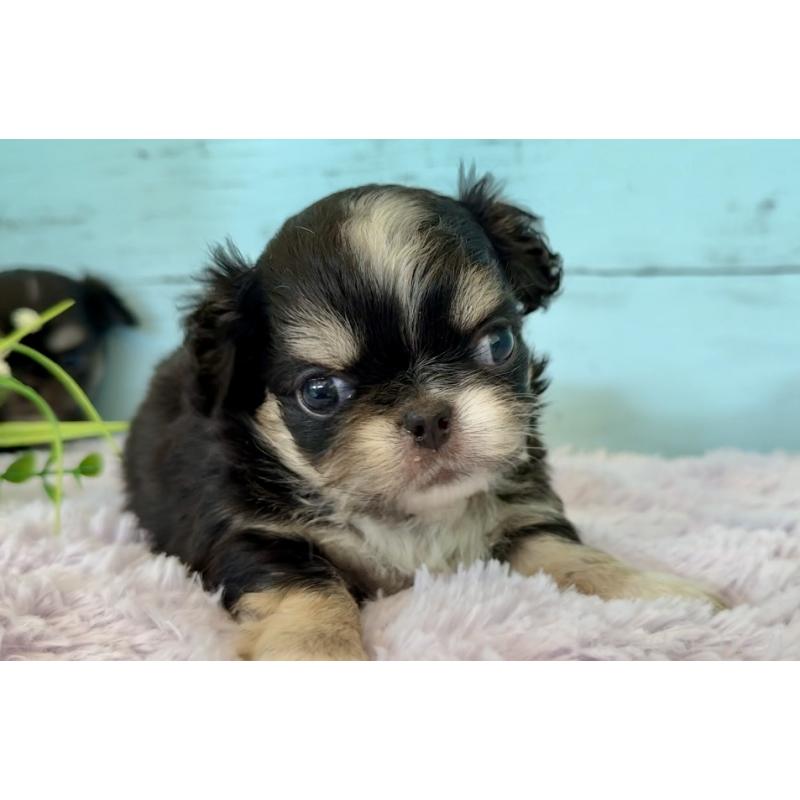 販売中の埼玉県のミックス犬-406508の10枚目