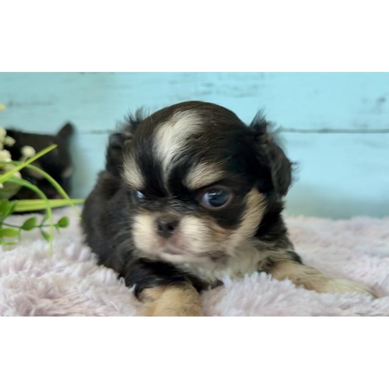 販売中の埼玉県のミックス犬-406508の11枚目