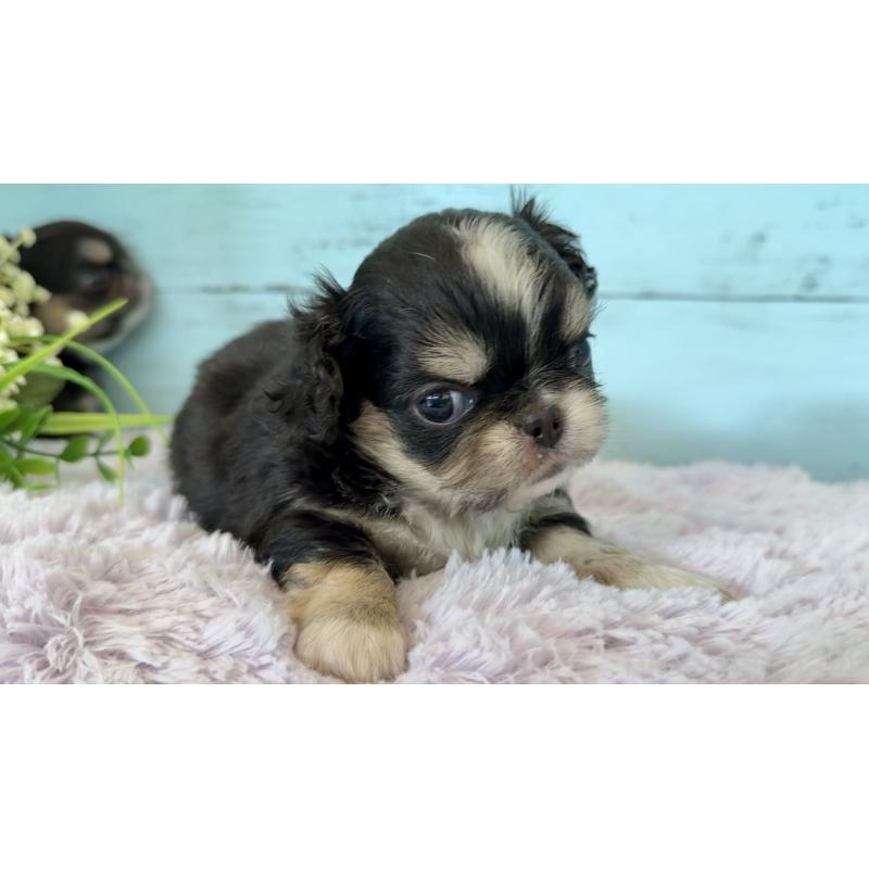 販売中の埼玉県のミックス犬-406508の9枚目