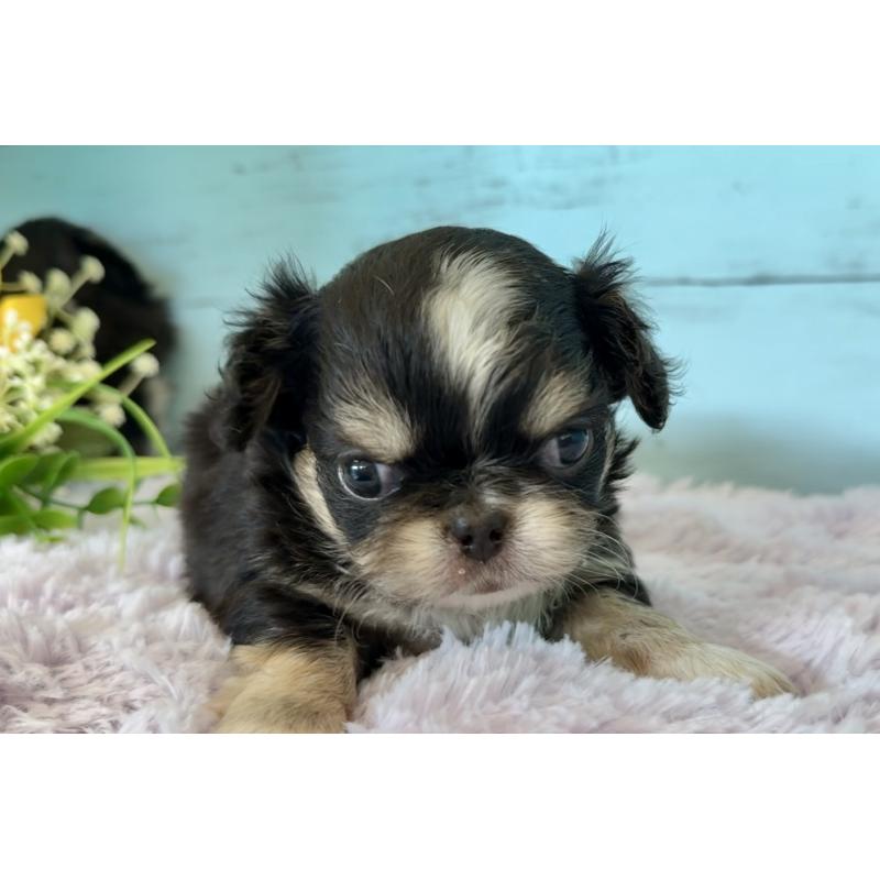 販売中の埼玉県のミックス犬-406508の8枚目