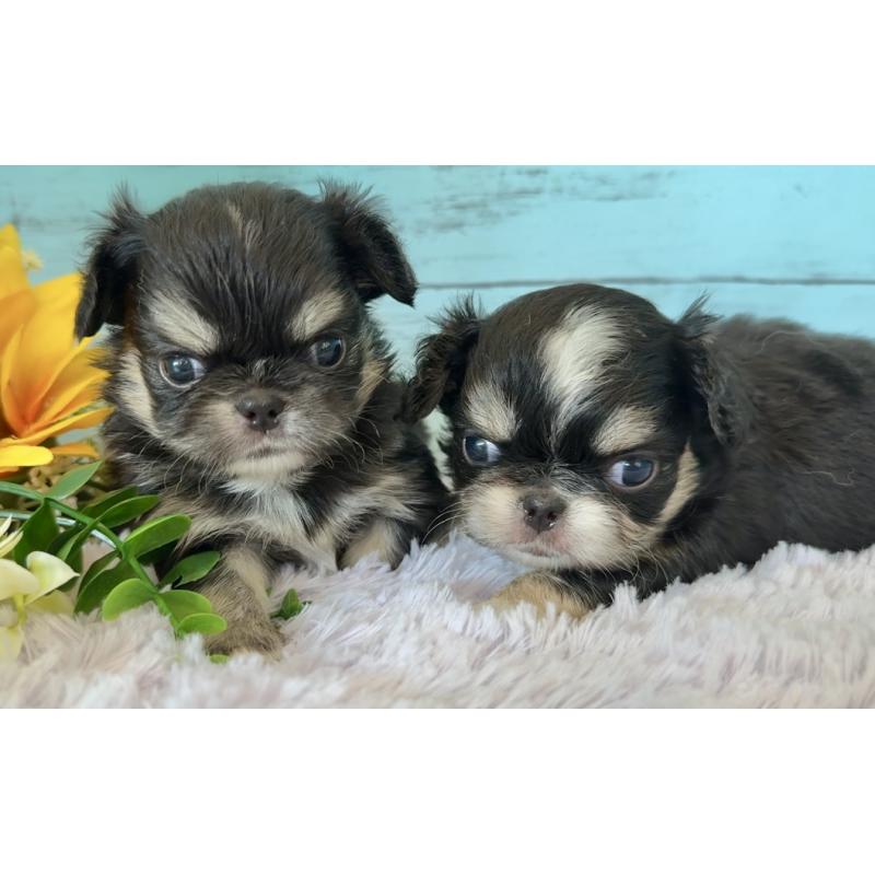 販売中の埼玉県のミックス犬-406508の5枚目