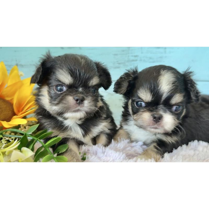 販売中の埼玉県のミックス犬-406508の6枚目
