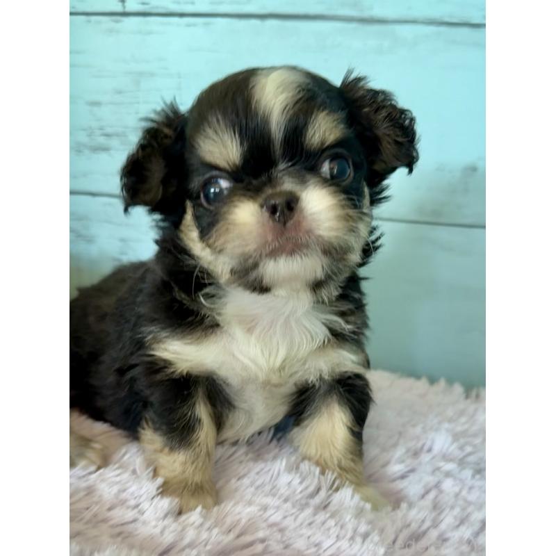 販売中の埼玉県のミックス犬-406508の4枚目