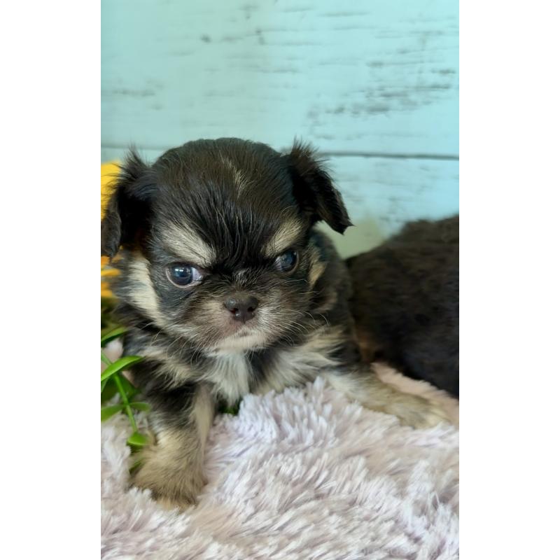 販売中の埼玉県のミックス犬-406509の6枚目