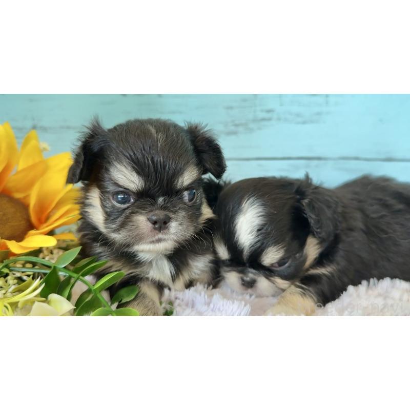 販売中の埼玉県のミックス犬-406509の4枚目