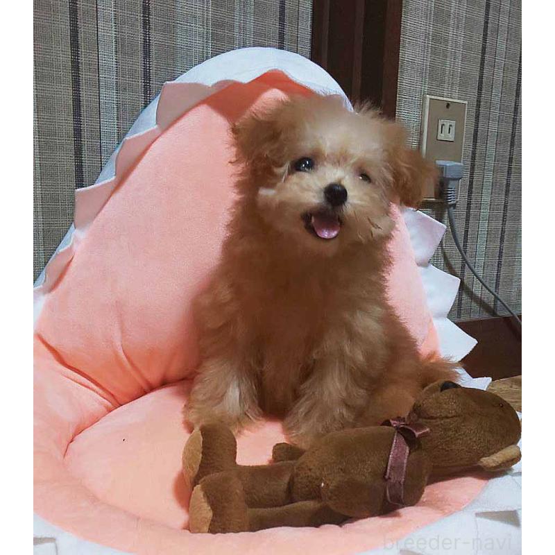 販売中の群馬県のティーカッププードル-393945の4枚目
