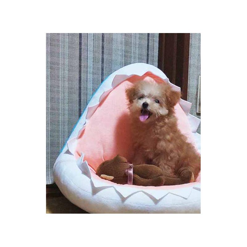 販売中の群馬県のティーカッププードル-393945の3枚目