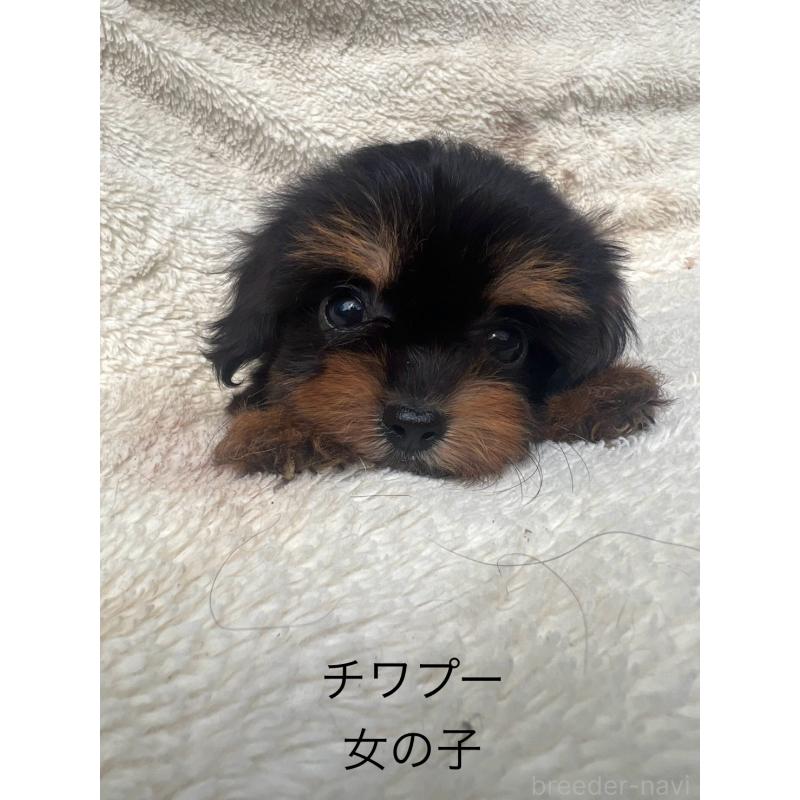 販売中の福岡県のチワプー:チワワ×トイプードル-406519