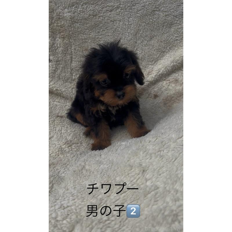 販売中の福岡県のチワプー:チワワ×トイプードル-406522の1枚目