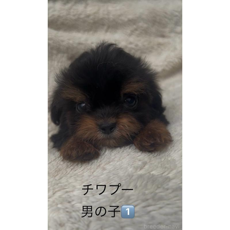 販売中の福岡県のチワプー:チワワ×トイプードル-406520