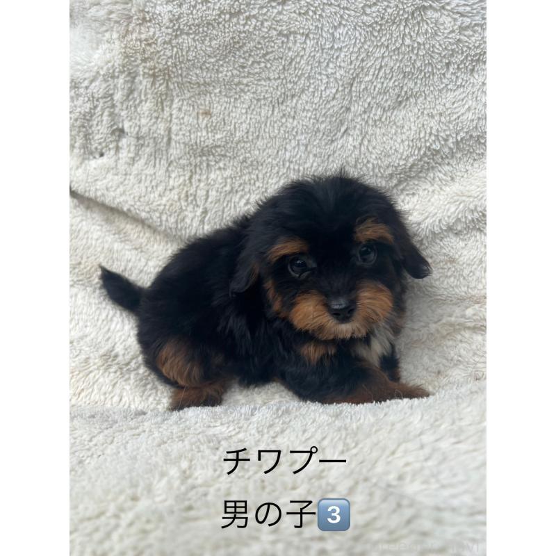 販売中の福岡県のチワプー:チワワ×トイプードル-406524の1枚目