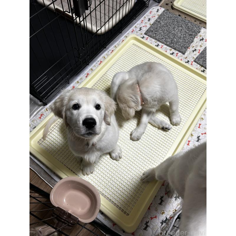 販売中の栃木県のゴールデンレトリーバー-402173の2枚目