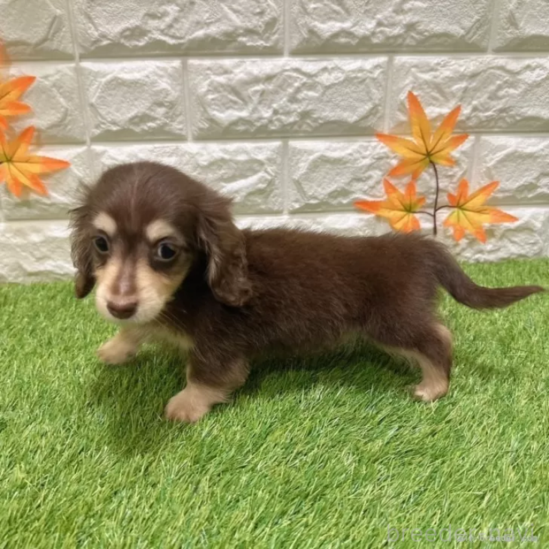 成約済の愛知県のミニチュアダックスフンド(ロングヘアード)-403050の4枚目