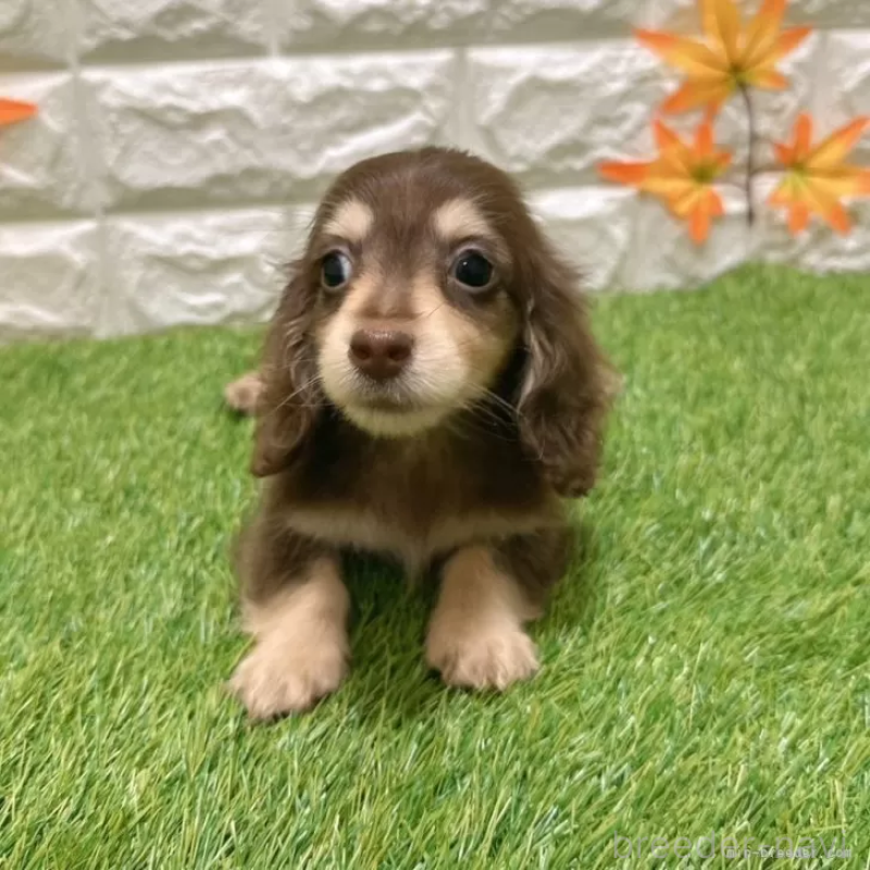 成約済の愛知県のミニチュアダックスフンド(ロングヘアード)-403050の3枚目