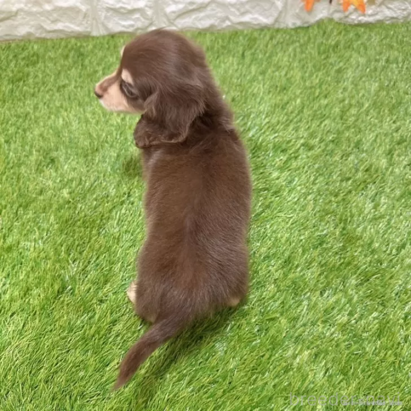 成約済の愛知県のミニチュアダックスフンド(ロングヘアード)-403050の2枚目