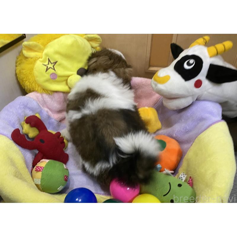 販売中の京都府のシーズー-406527の6枚目