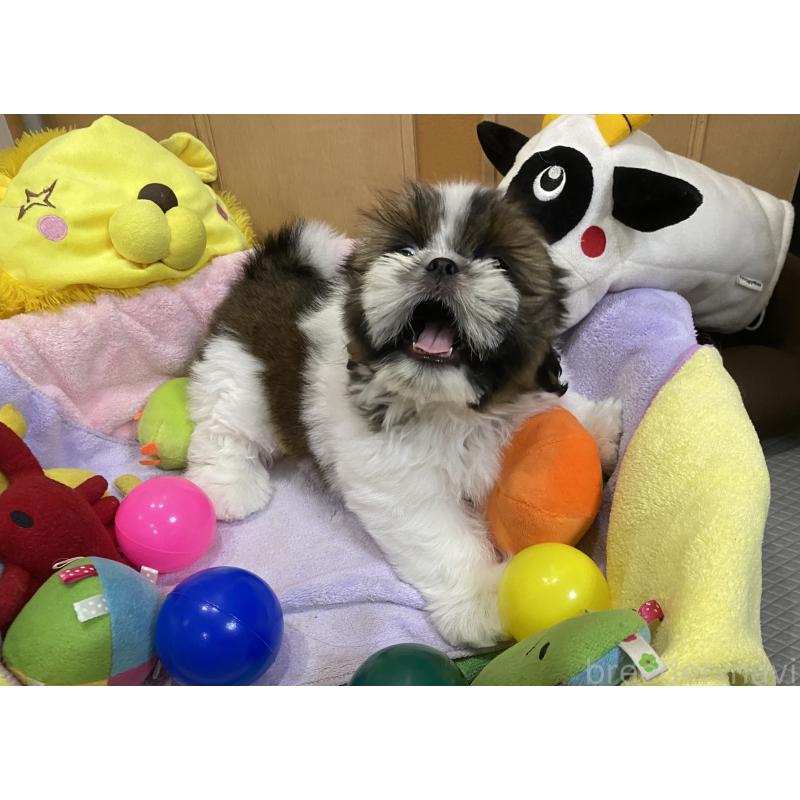 販売中の京都府のシーズー-406527の3枚目