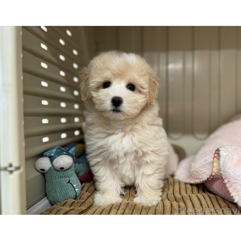 販売中の秋田県のミックス犬-403352