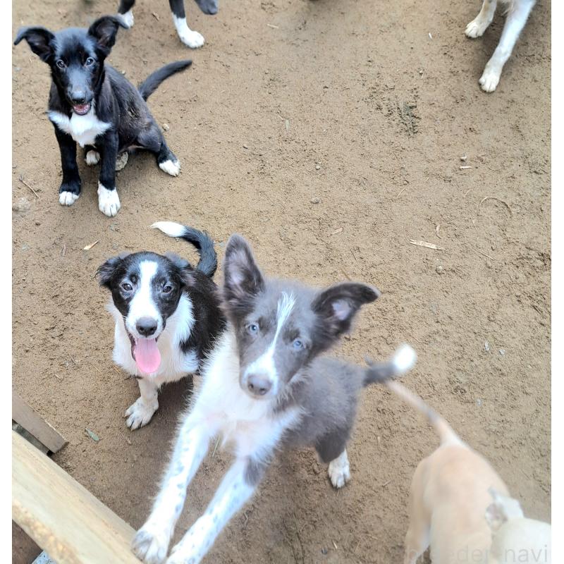販売中の千葉県のミックス犬-388039の12枚目