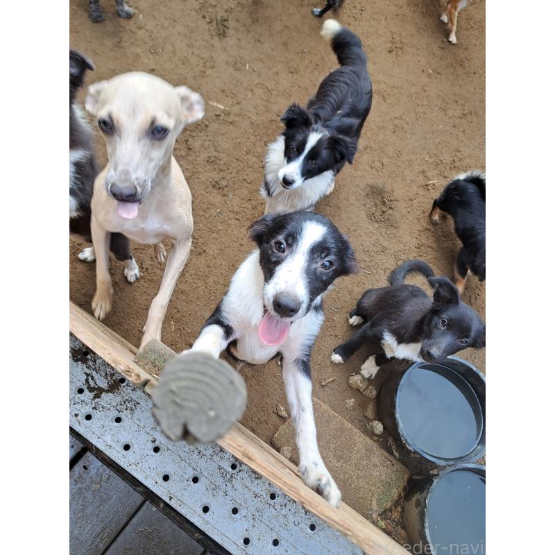 販売中の千葉県のミックス犬-388039の11枚目