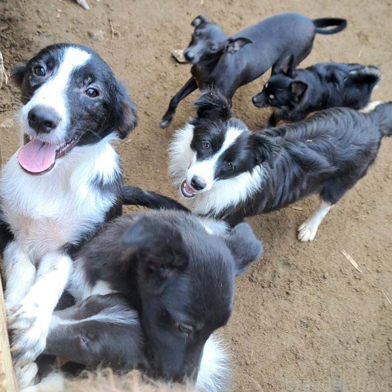 販売中の千葉県のミックス犬-388039の10枚目