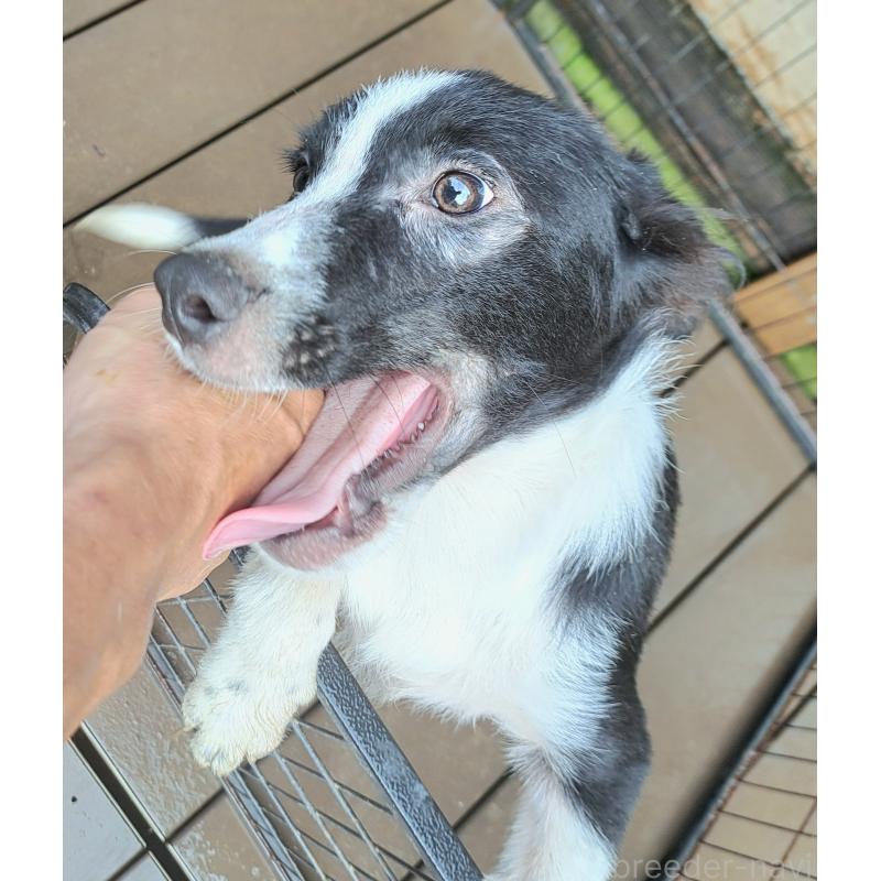 販売中の千葉県のミックス犬-388039の9枚目