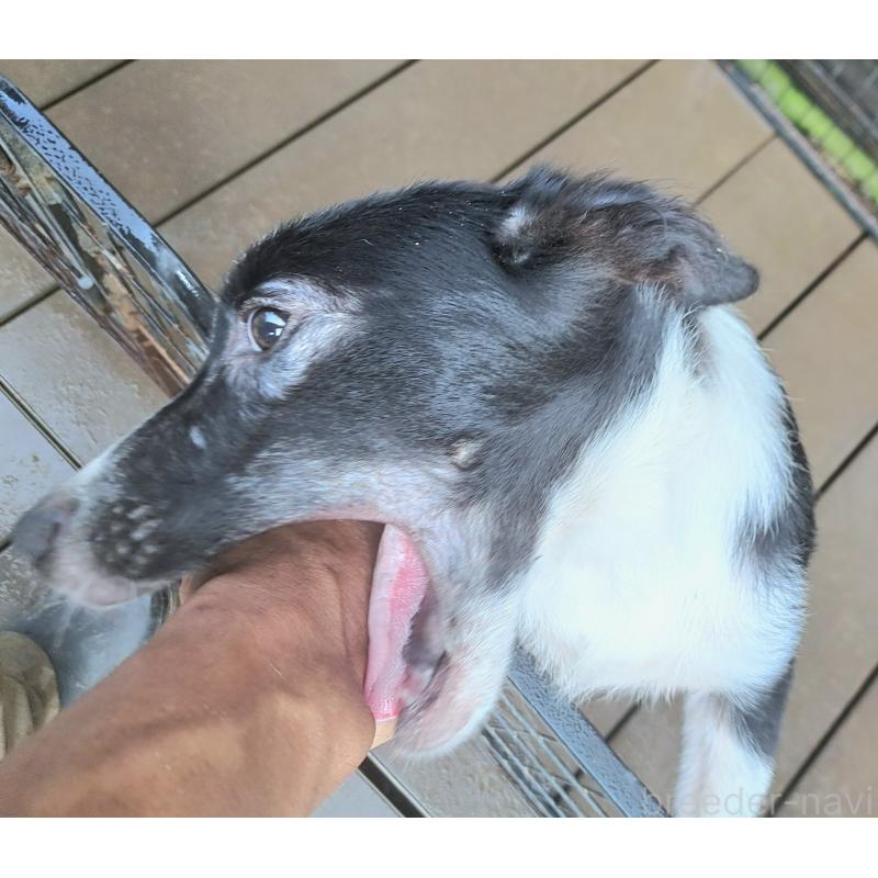 販売中の千葉県のミックス犬-388039の8枚目