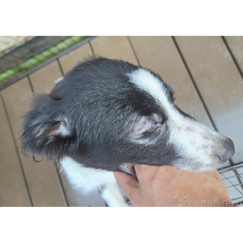 販売中の千葉県のミックス犬-388039の7枚目
