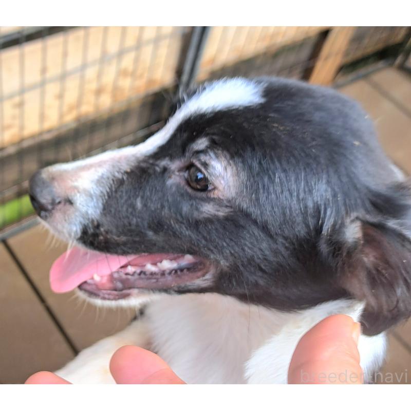 販売中の千葉県のミックス犬-388039の3枚目