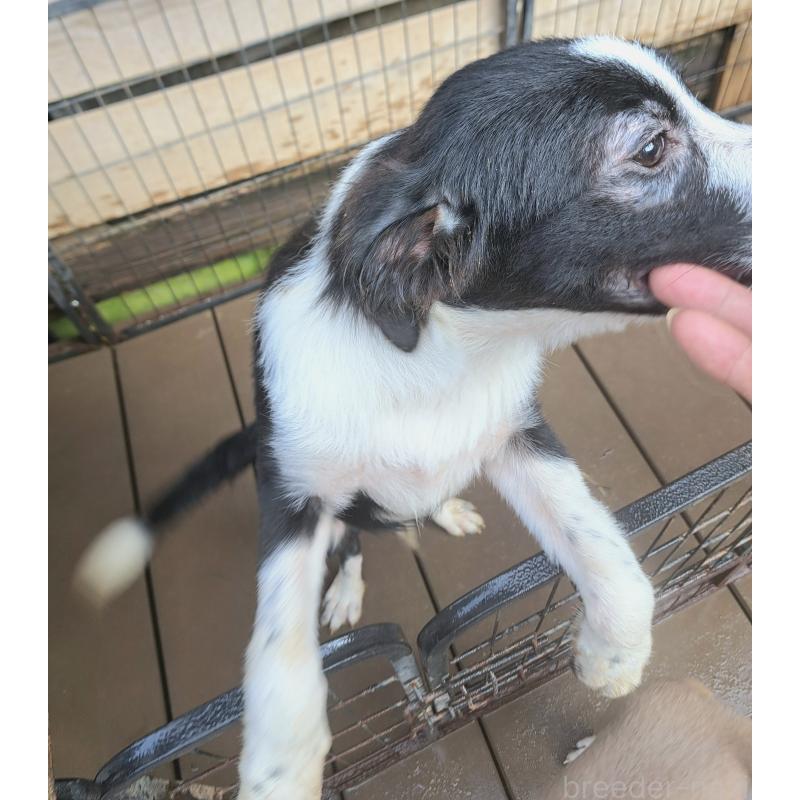 販売中の千葉県のミックス犬-388039の2枚目