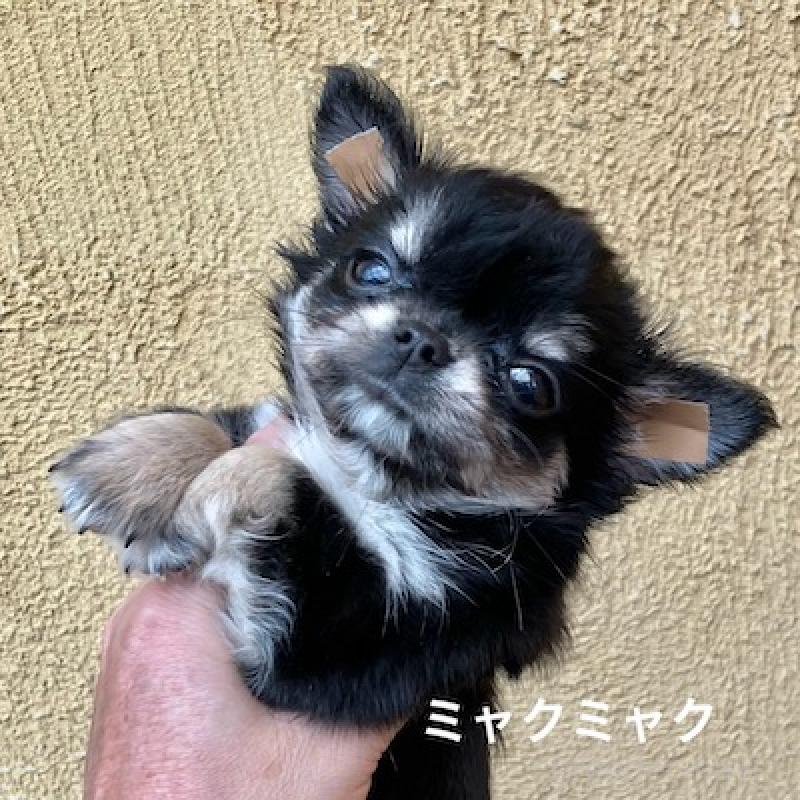 販売中の群馬県のチワワ(ロングコート)-406346の11枚目