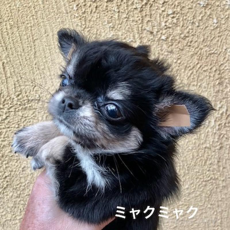 販売中の群馬県のチワワ(ロングコート)-406346の10枚目