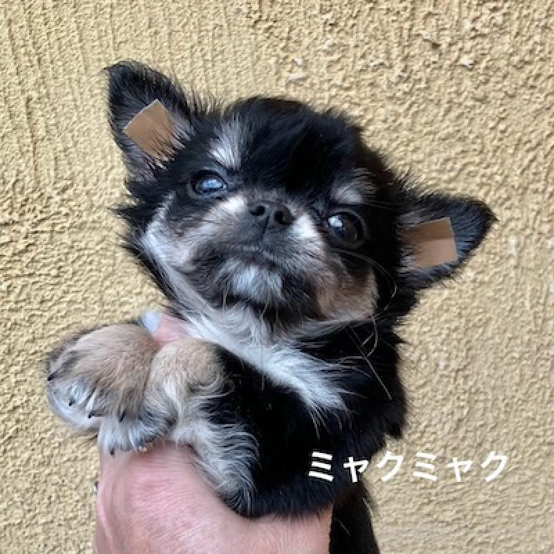 販売中の群馬県のチワワ(ロングコート)-406346の7枚目