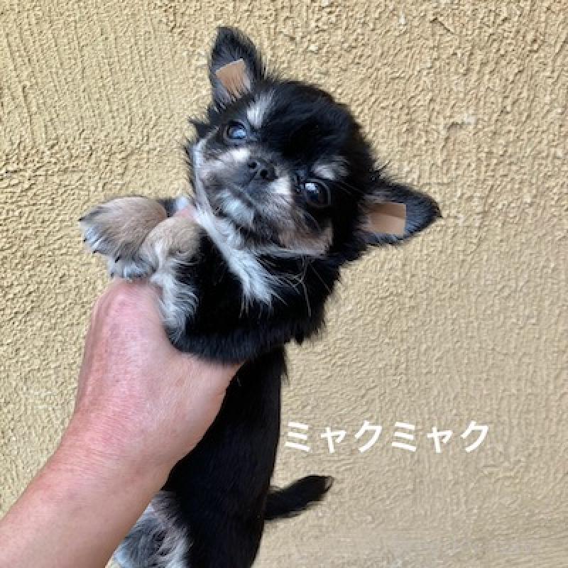 販売中の群馬県のチワワ(ロングコート)-406346の6枚目
