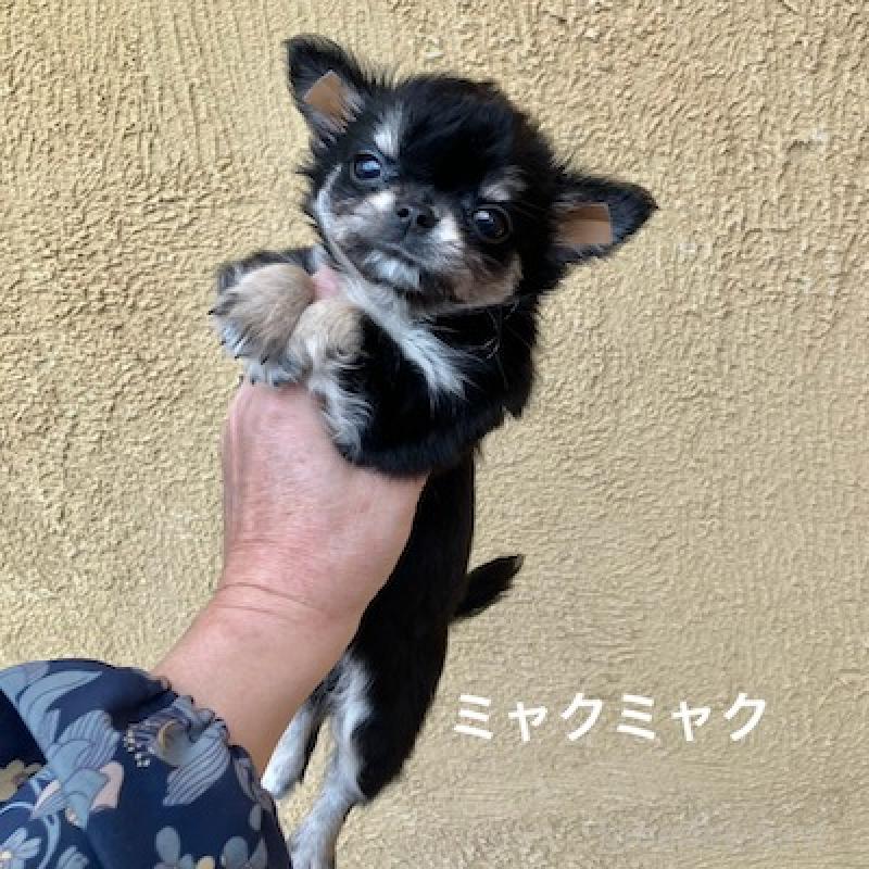 販売中の群馬県のチワワ(ロングコート)-406346の5枚目